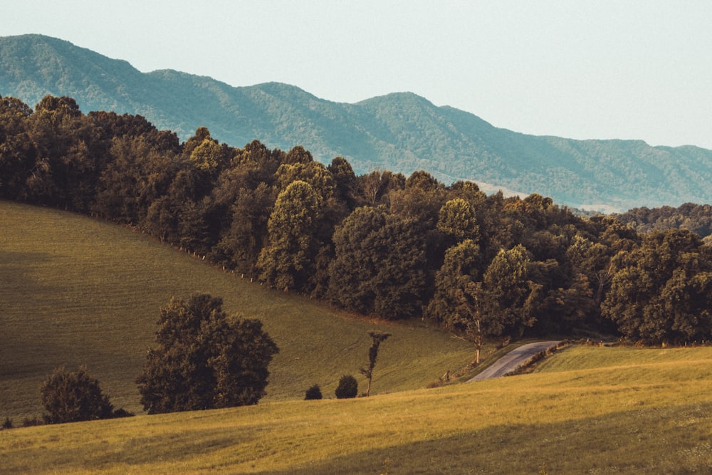 green trees on green grass field during daytime