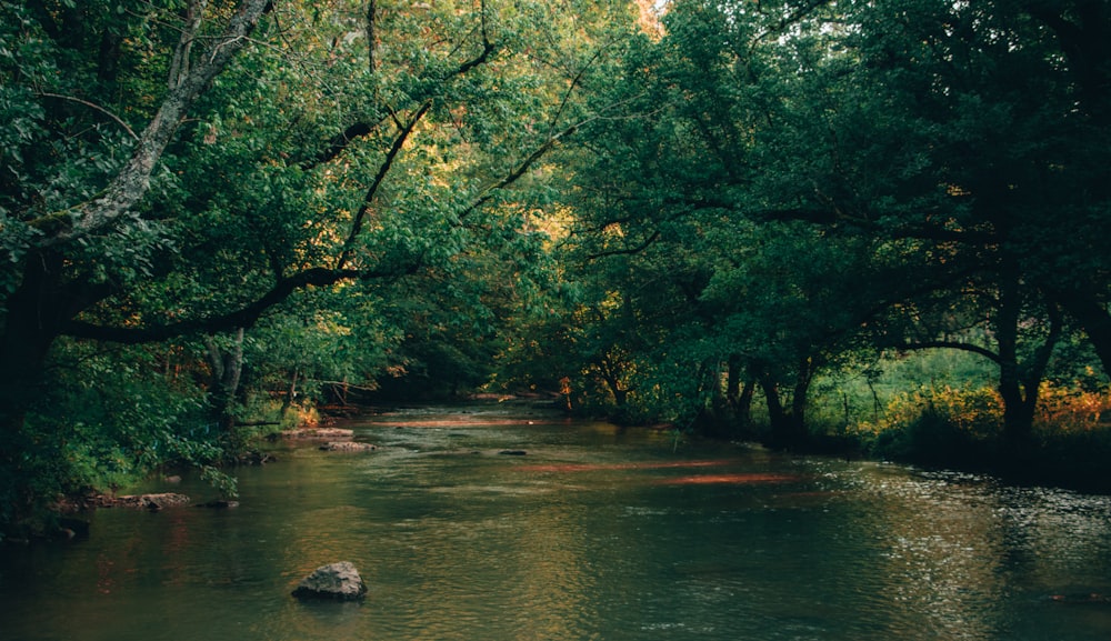 green trees beside river during daytime