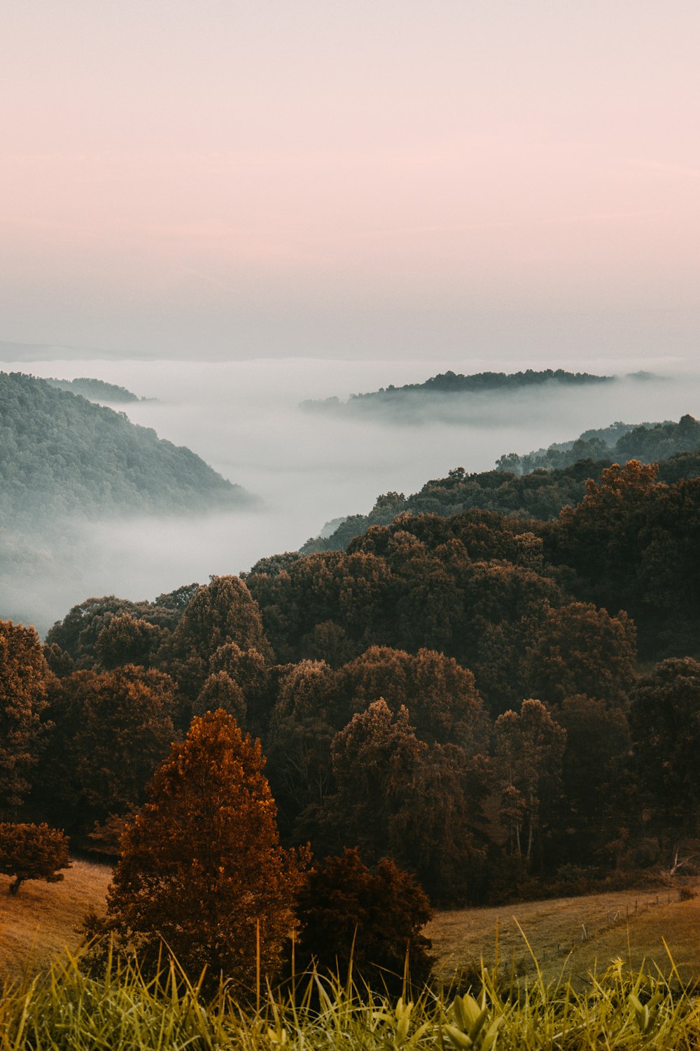 green and brown trees on mountain