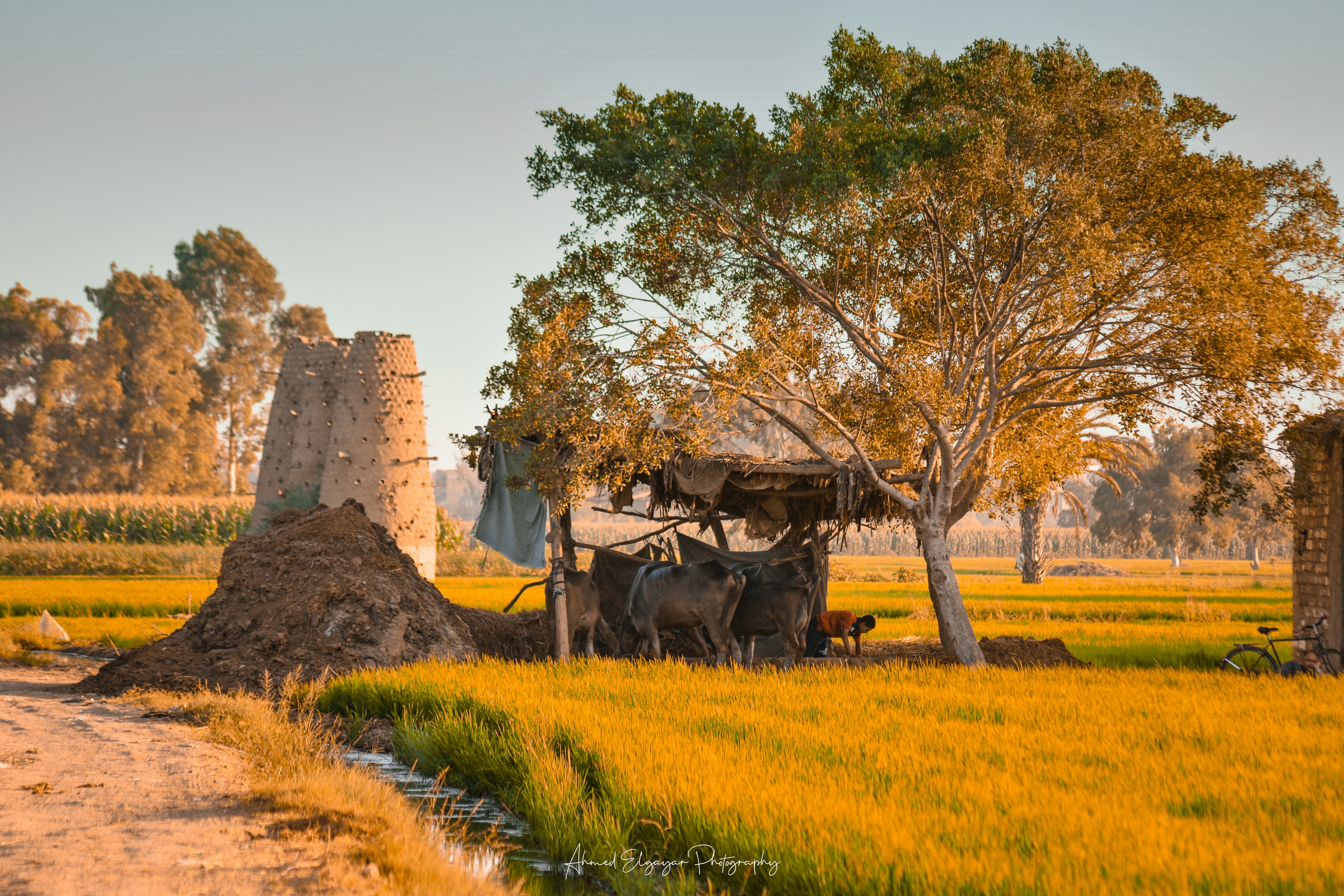 brown and green trees on green grass field during daytime