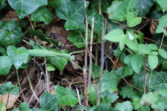 A praying mantis camouflaged among green leaves and brown twigs in a natural setting. The environment is lush with various shades of green foliage, exhibiting a mixture of healthy green leaves and dry, brown ground cover.