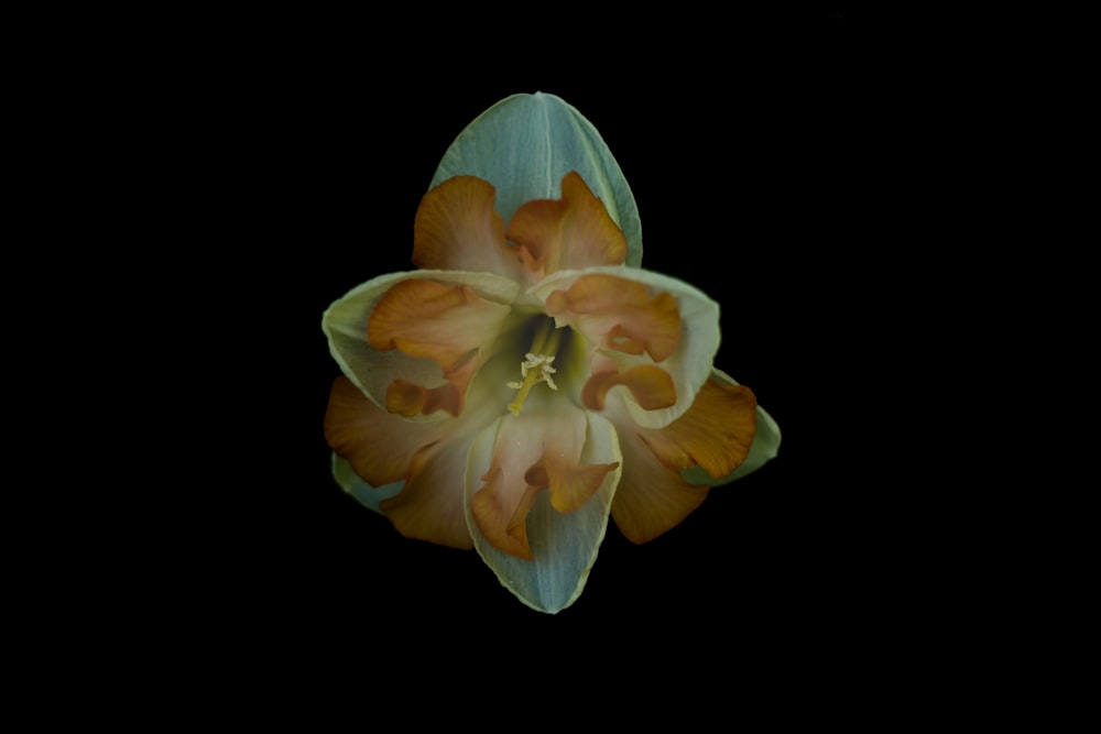 white and yellow flower in black background