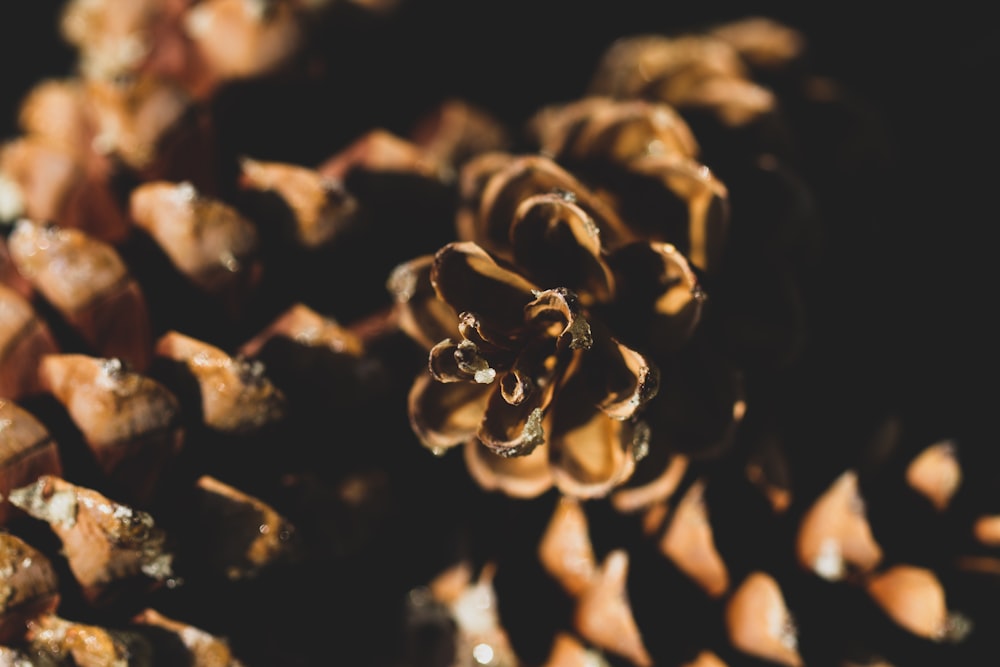 brown and black plant in close up photography