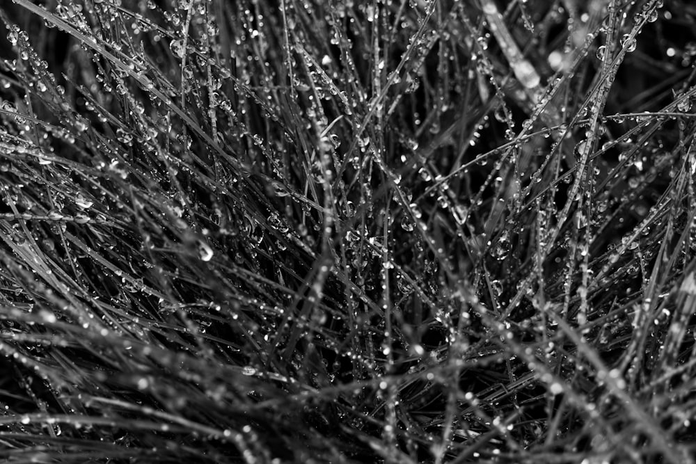 grayscale photo of water droplets on grass