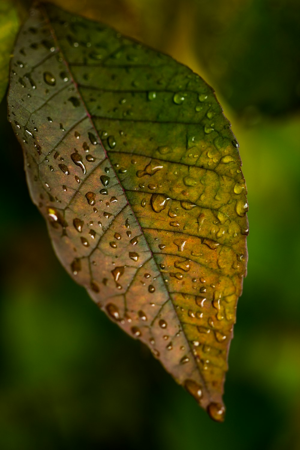 green leaf with water droplets