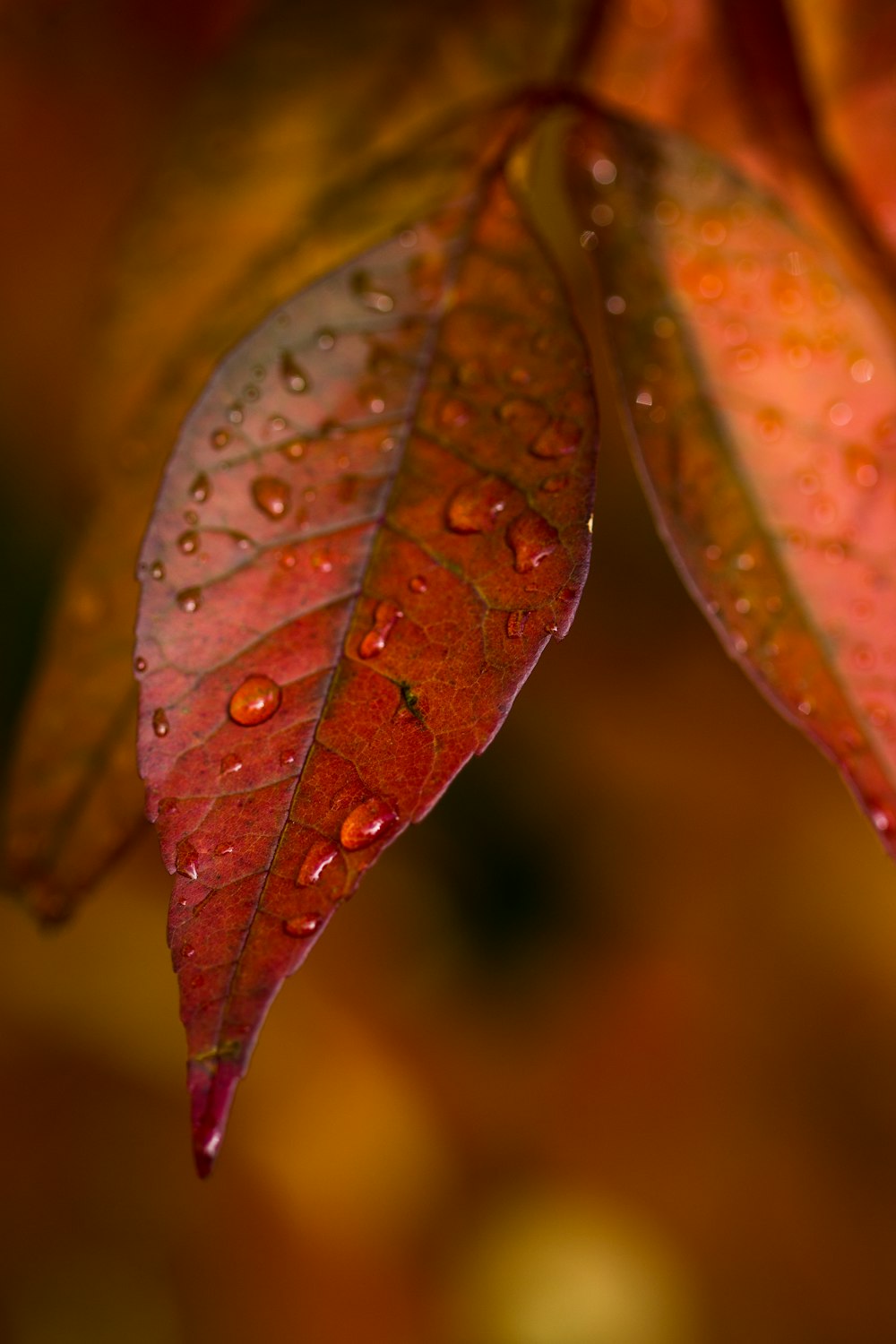 green and brown leaf in macro shot