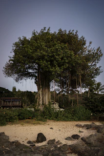  banyan tree