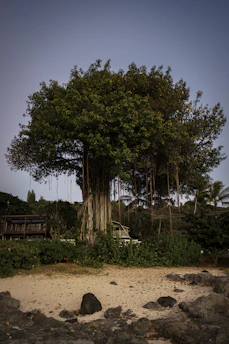  banyan tree