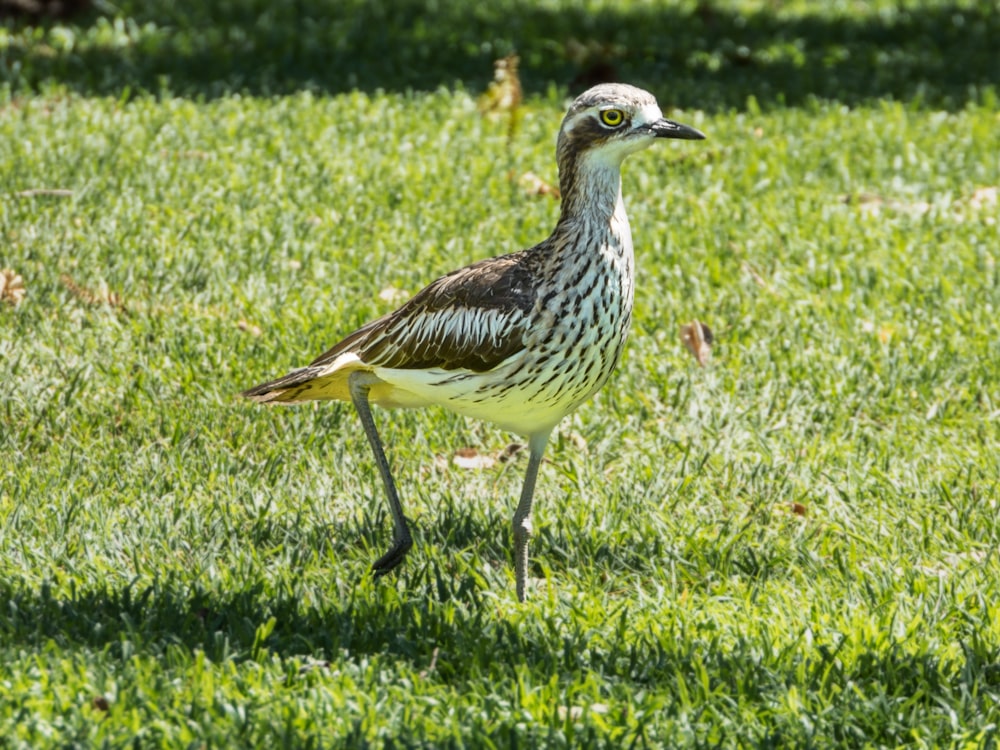brown and white bird on green grass field during daytime