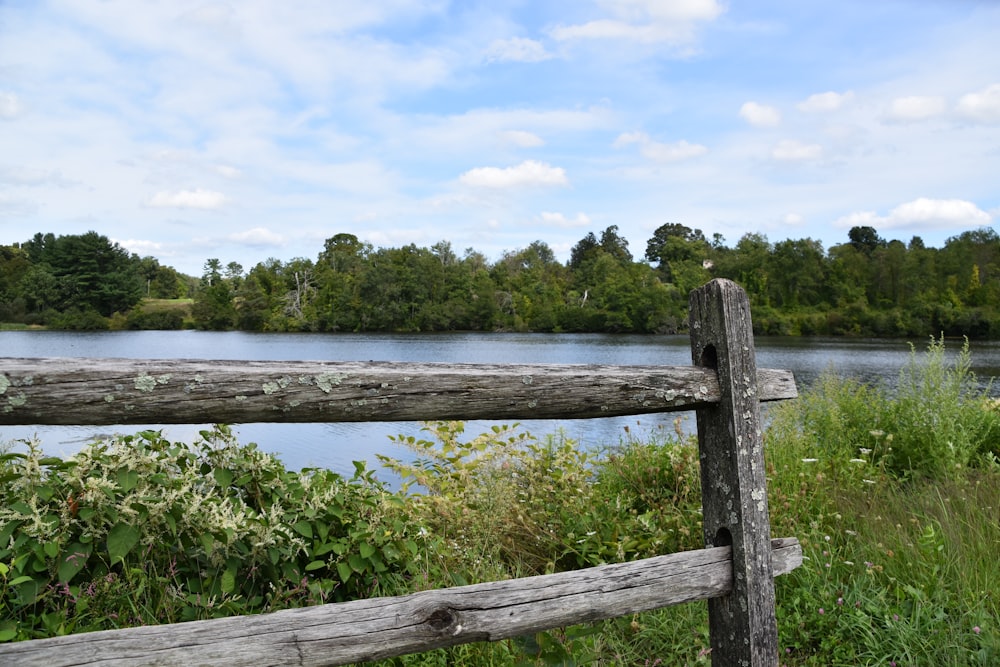 green trees beside body of water under white clouds and blue sky during daytime