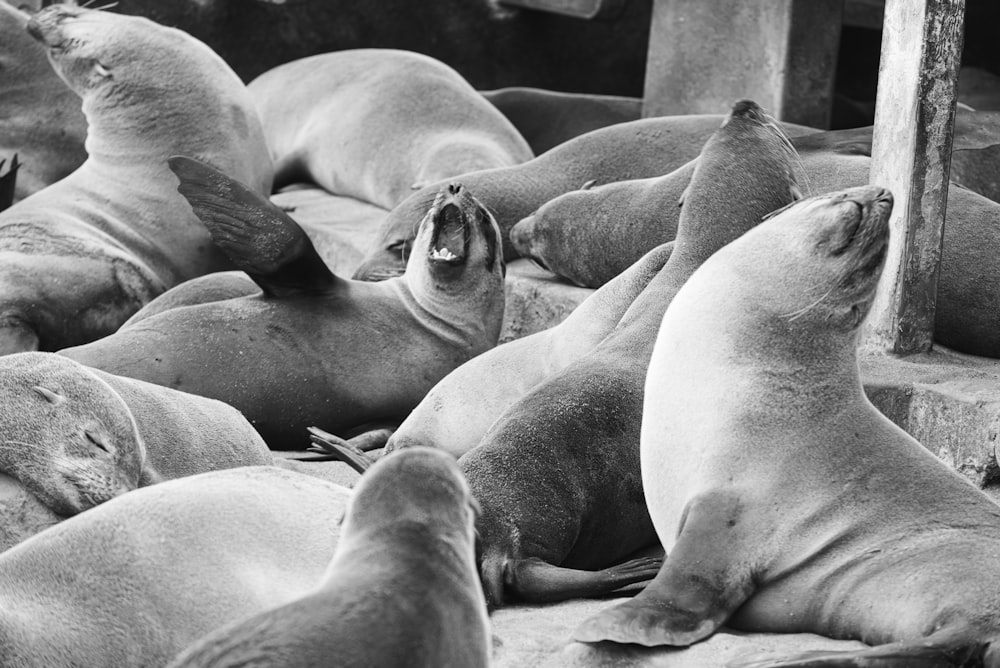 grayscale photo of 2 sea lion