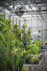 A technician installing an energy-efficient dehumidifier inside a greenhouse filled with thriving plants.