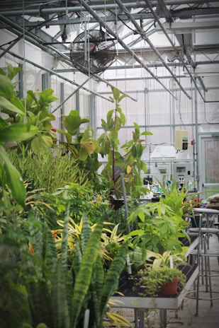 green leaf plants inside greenhouse