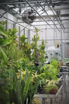 A greenhouse filled with a variety of lush green plants, arranged on metal tables. Overhead, a large industrial fan is visible along with metal beams and translucent paneling, allowing natural light to fill the space.