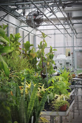A greenhouse filled with a variety of lush green plants, arranged on metal tables. Overhead, a large industrial fan is visible along with metal beams and translucent paneling, allowing natural light to fill the space.