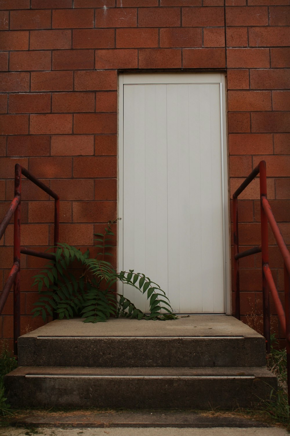 白い木製のドアの横の緑の植物