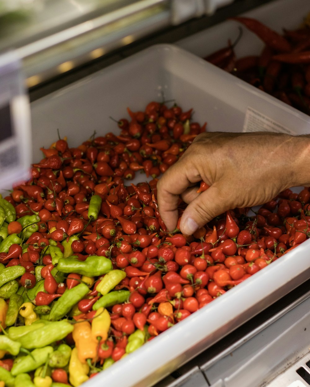 person holding red and green fruits