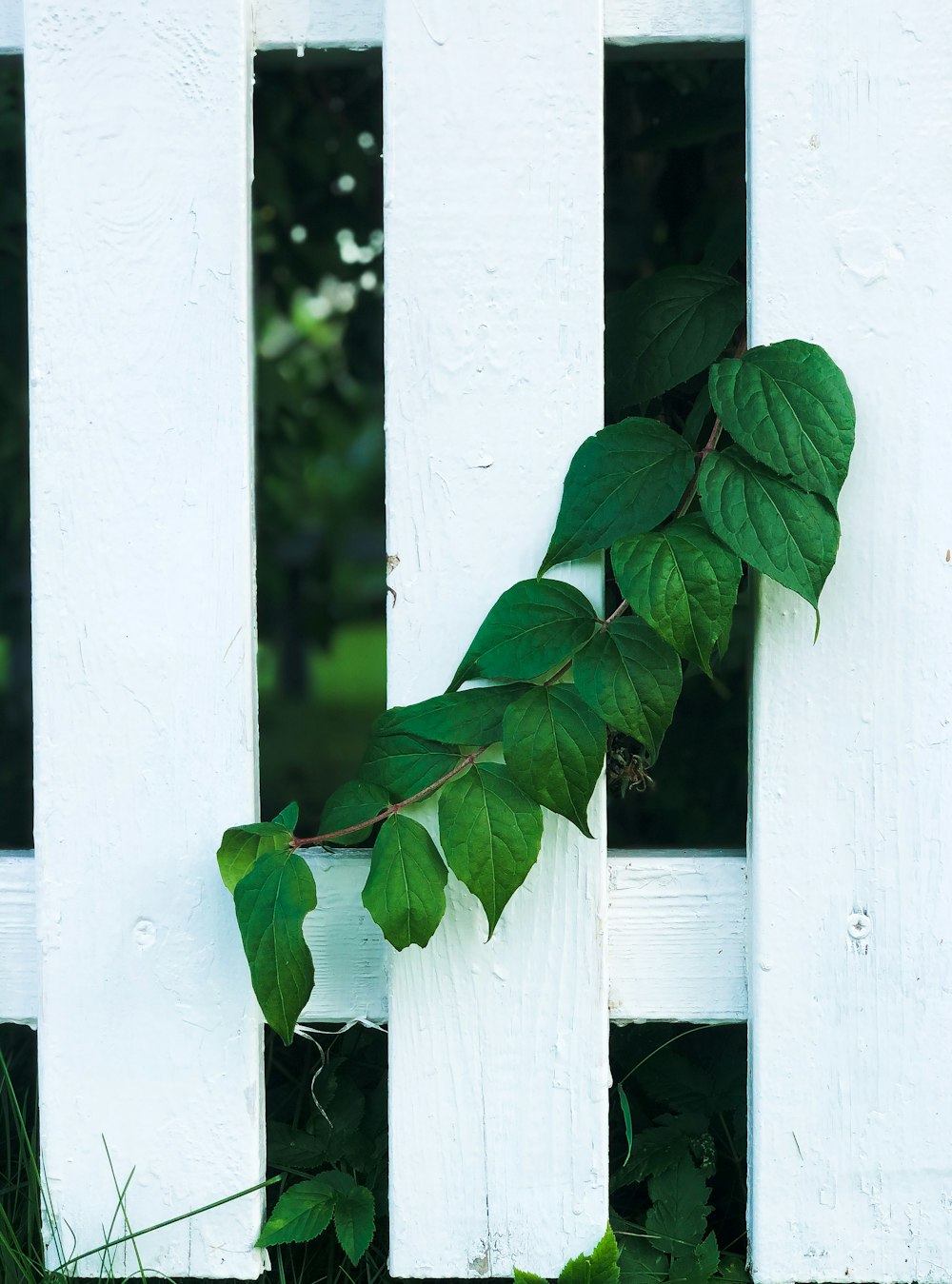 green leaves on white wooden fence