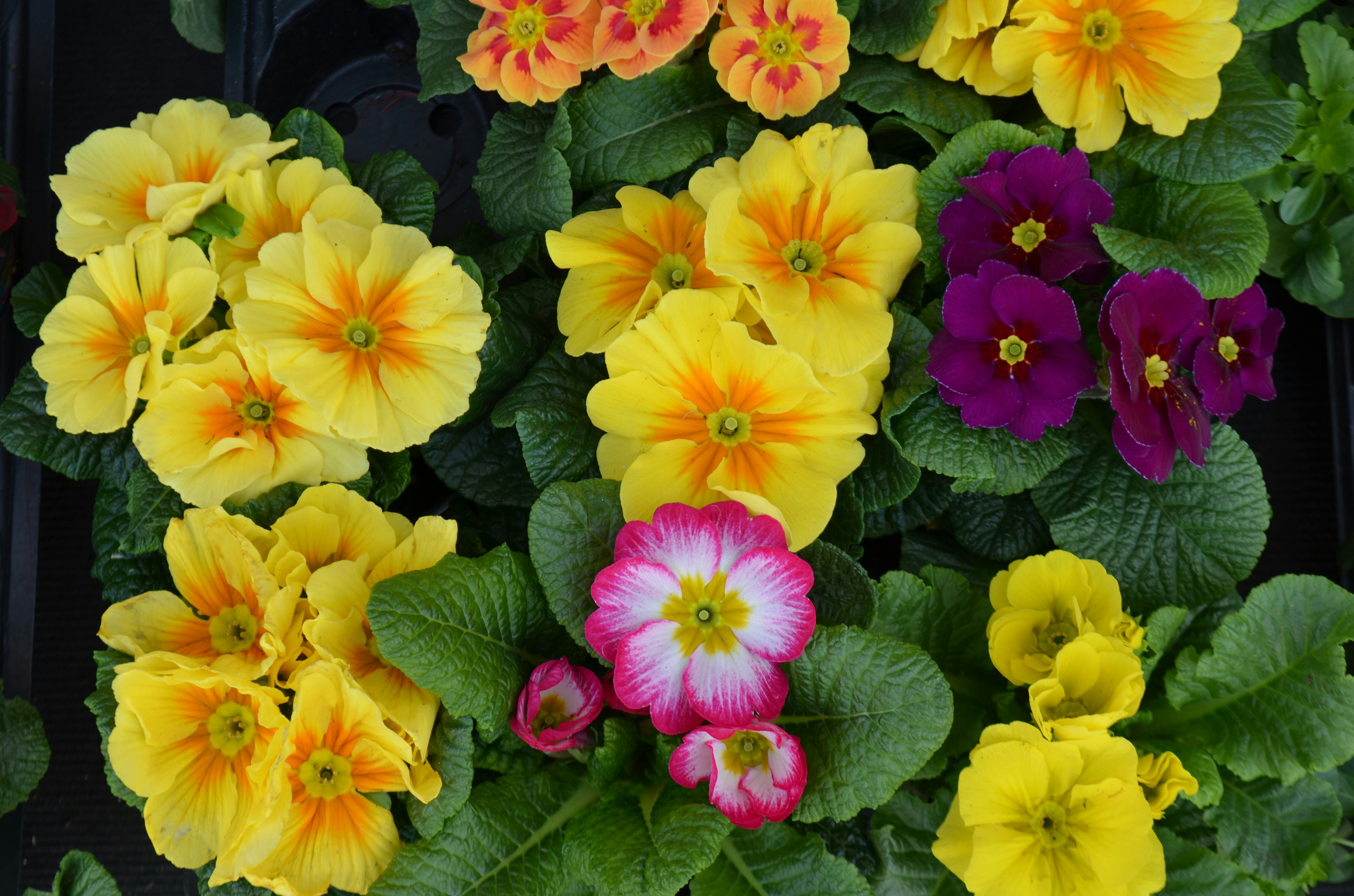 Photo by ana_franzoti