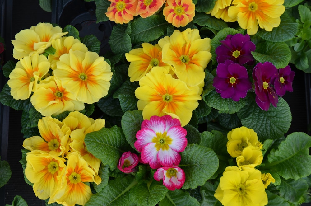 yellow and pink flowers with green leaves