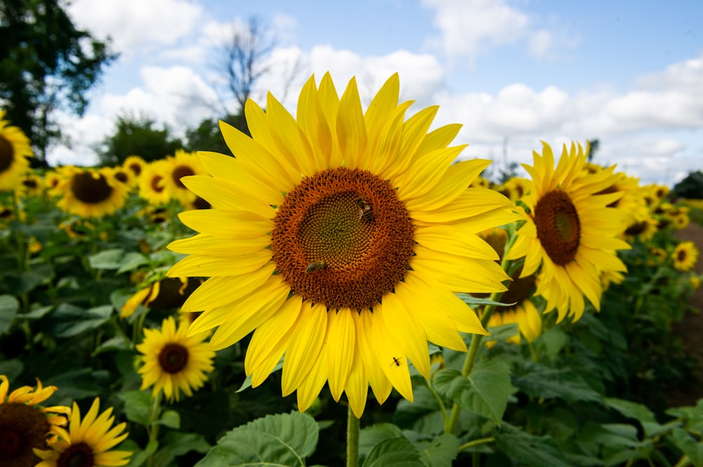 Girasol amarillo en fotografía de primer plano durante el día