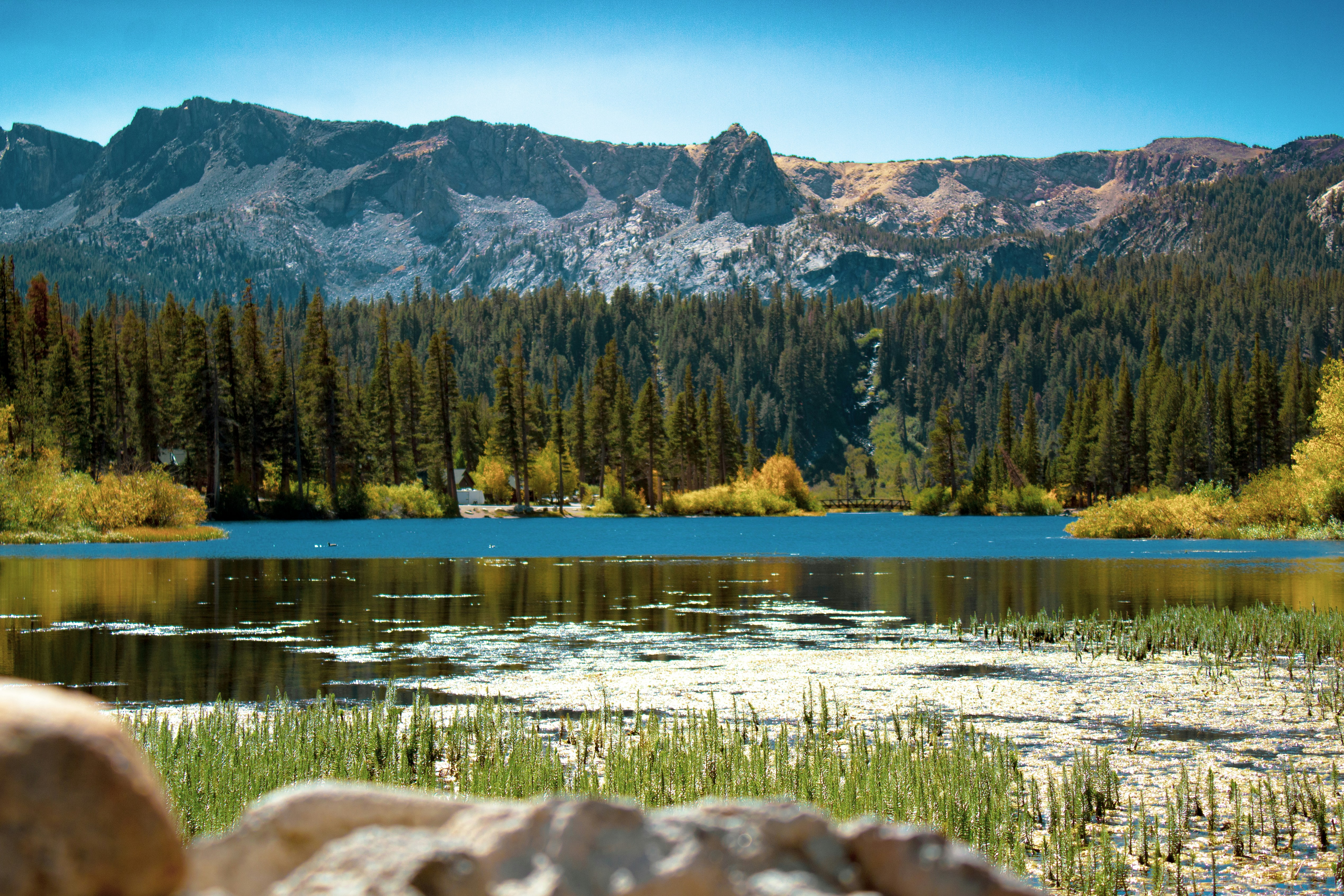 green and brown trees near lake and mountain during daytime