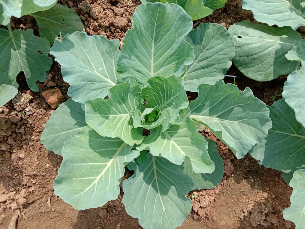 green leaves on brown soil