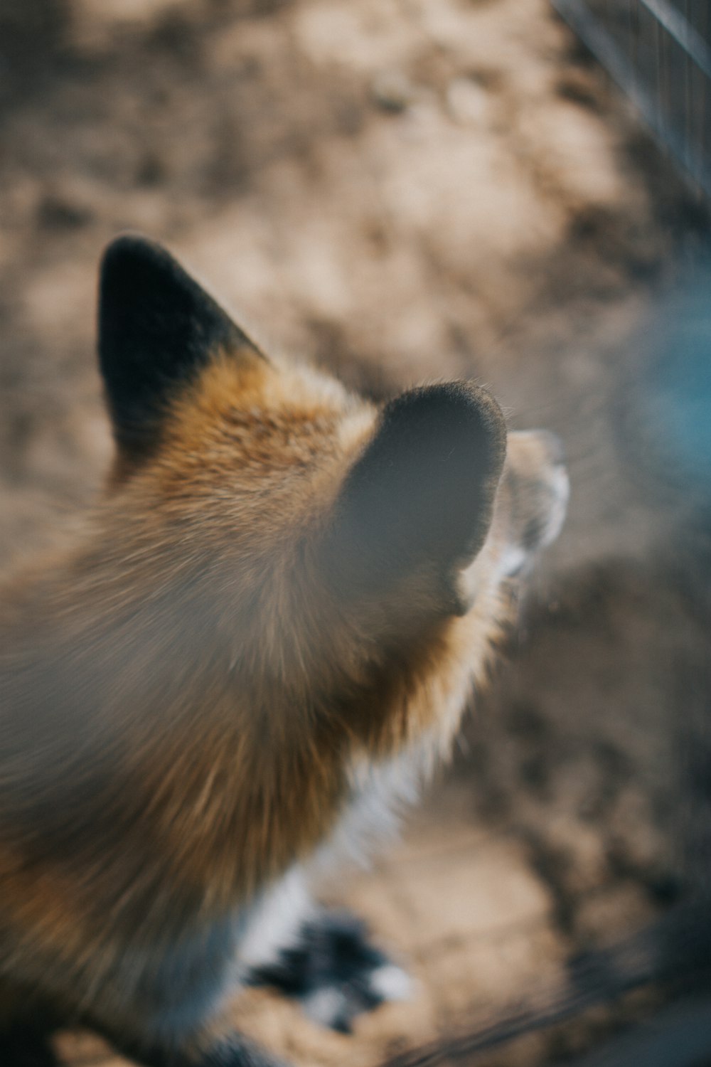 brown and white fox in close up photography