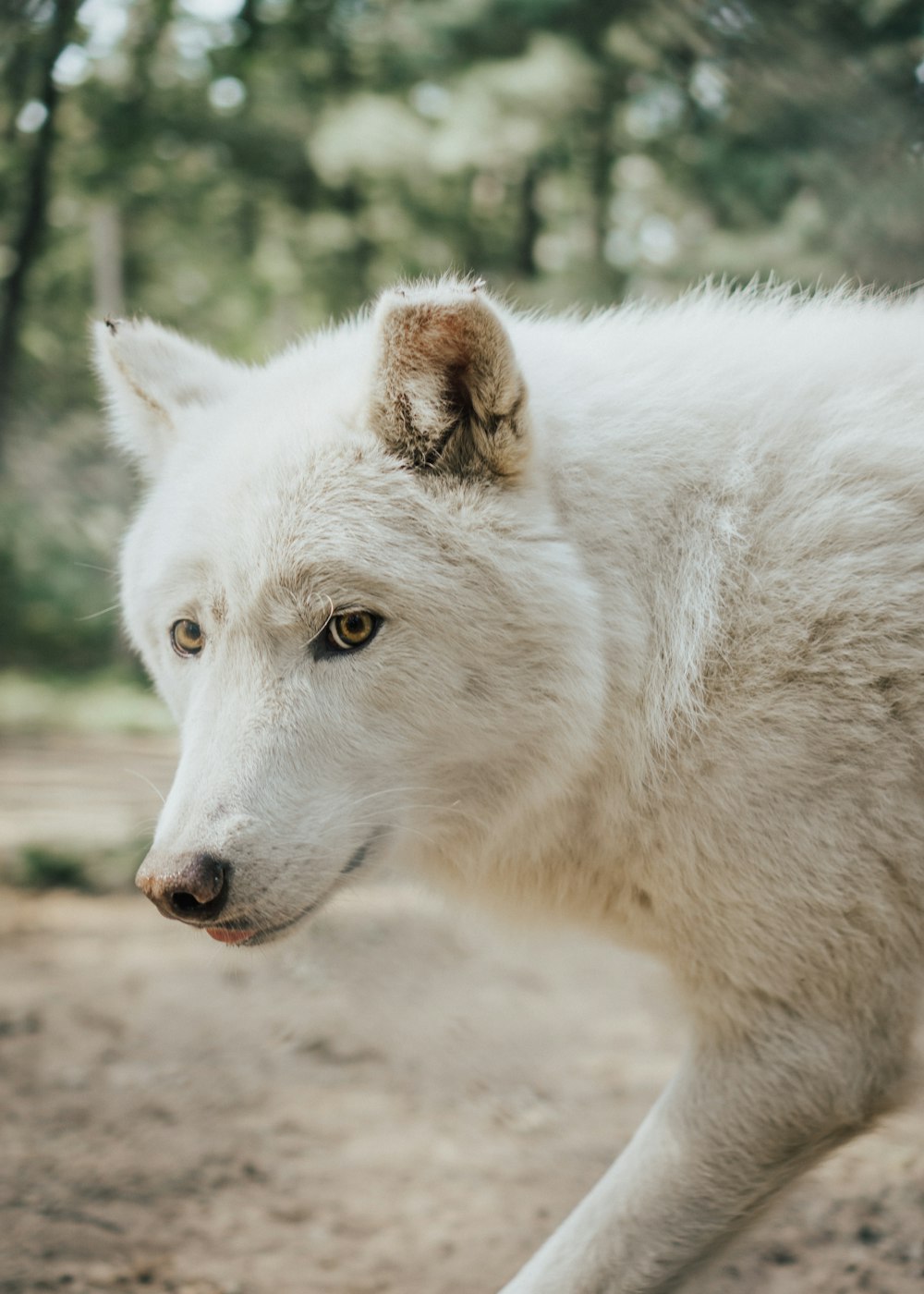 昼間の茶色の土の上の白いオオカミ