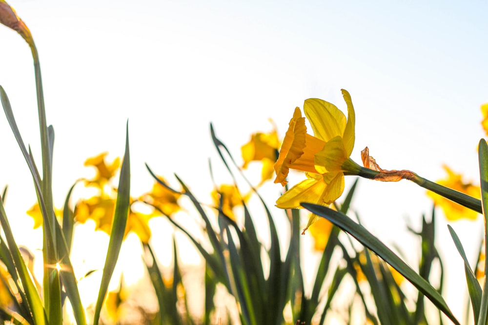 yellow flower in tilt shift lens