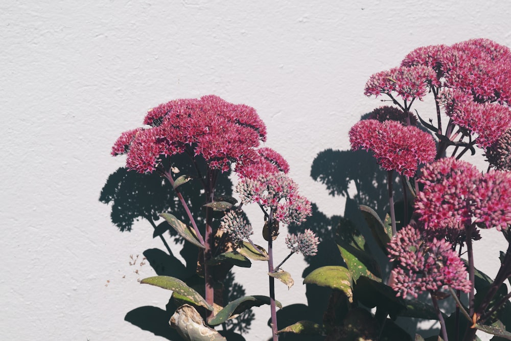 red flowers with green leaves