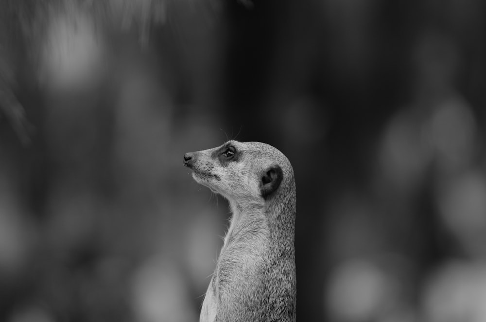 gray scale photo of meerkat