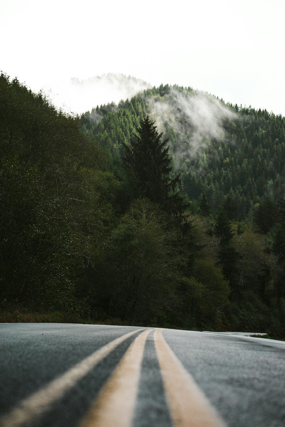 昼間の白い空の下、緑の木々の間の灰色のコンクリート道路