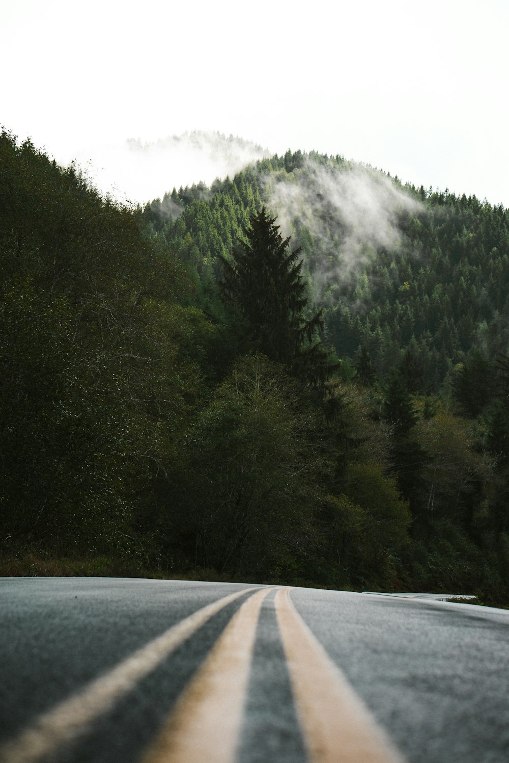 Camino de concreto gris entre árboles verdes bajo el cielo blanco durante el día