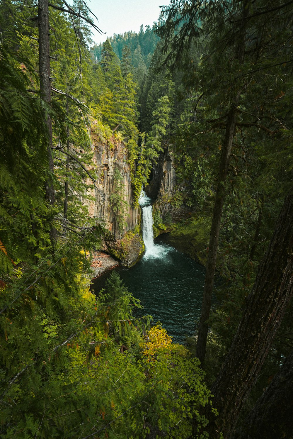 El agua cae en medio del bosque