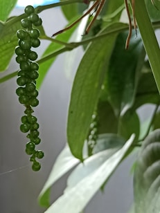 A close-up of a cluster of small green peppercorns hanging from a vine with long, smooth green leaves surrounding them. The background is blurred, emphasizing the focus on the peppercorns.