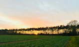 A serene Indian farm landscape with farmers tending to crops at dusk.