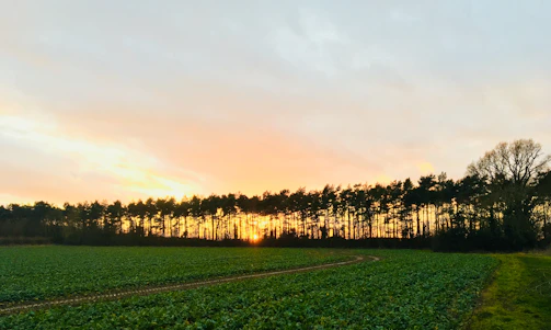 A serene field of crops under a soft morning light, symbolizing growth and connection.