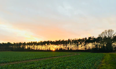 A serene Indian farm landscape with farmers tending to crops at dusk.