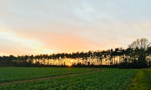 A serene landscape of cultivated fields with a soft green gradient sky.