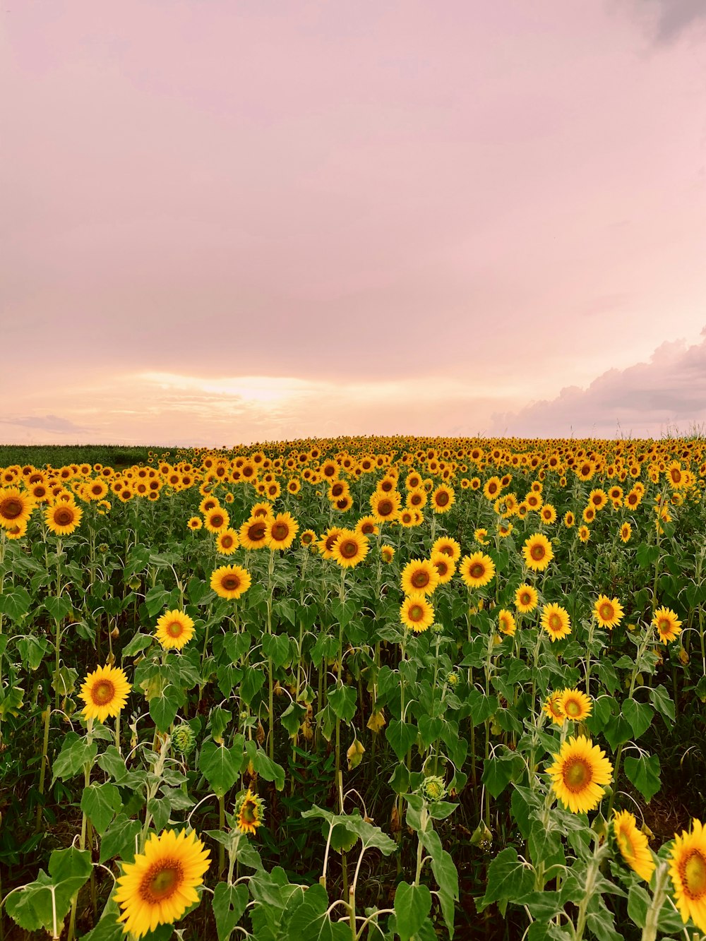 yellow flower field under cloudy sky during daytime