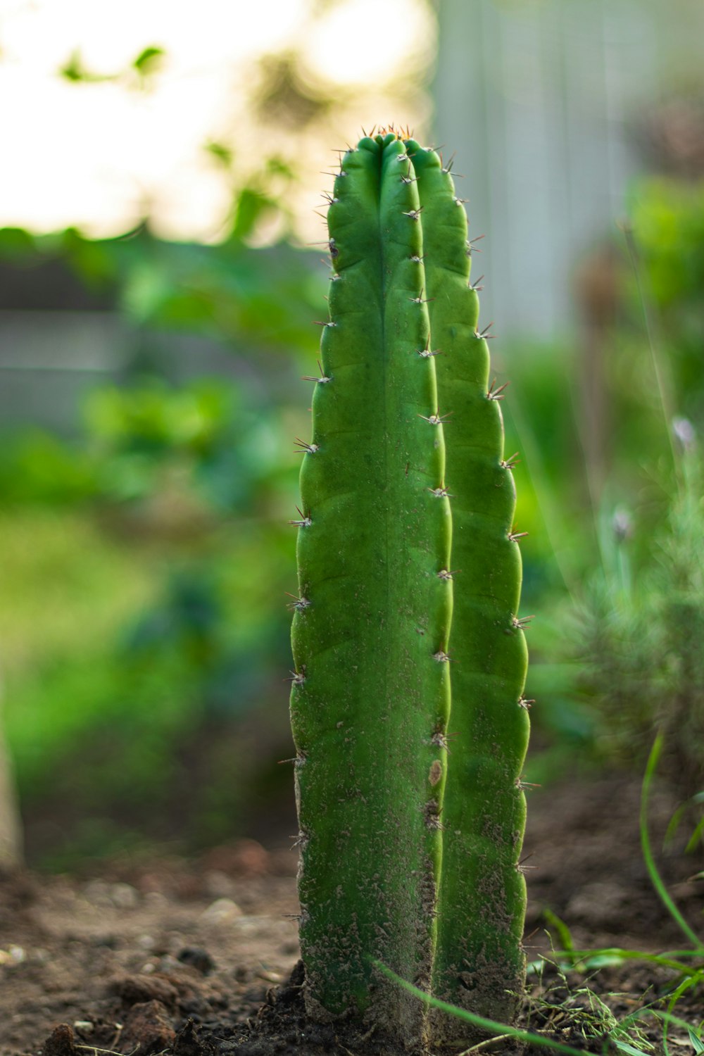 green cactus in close up photography