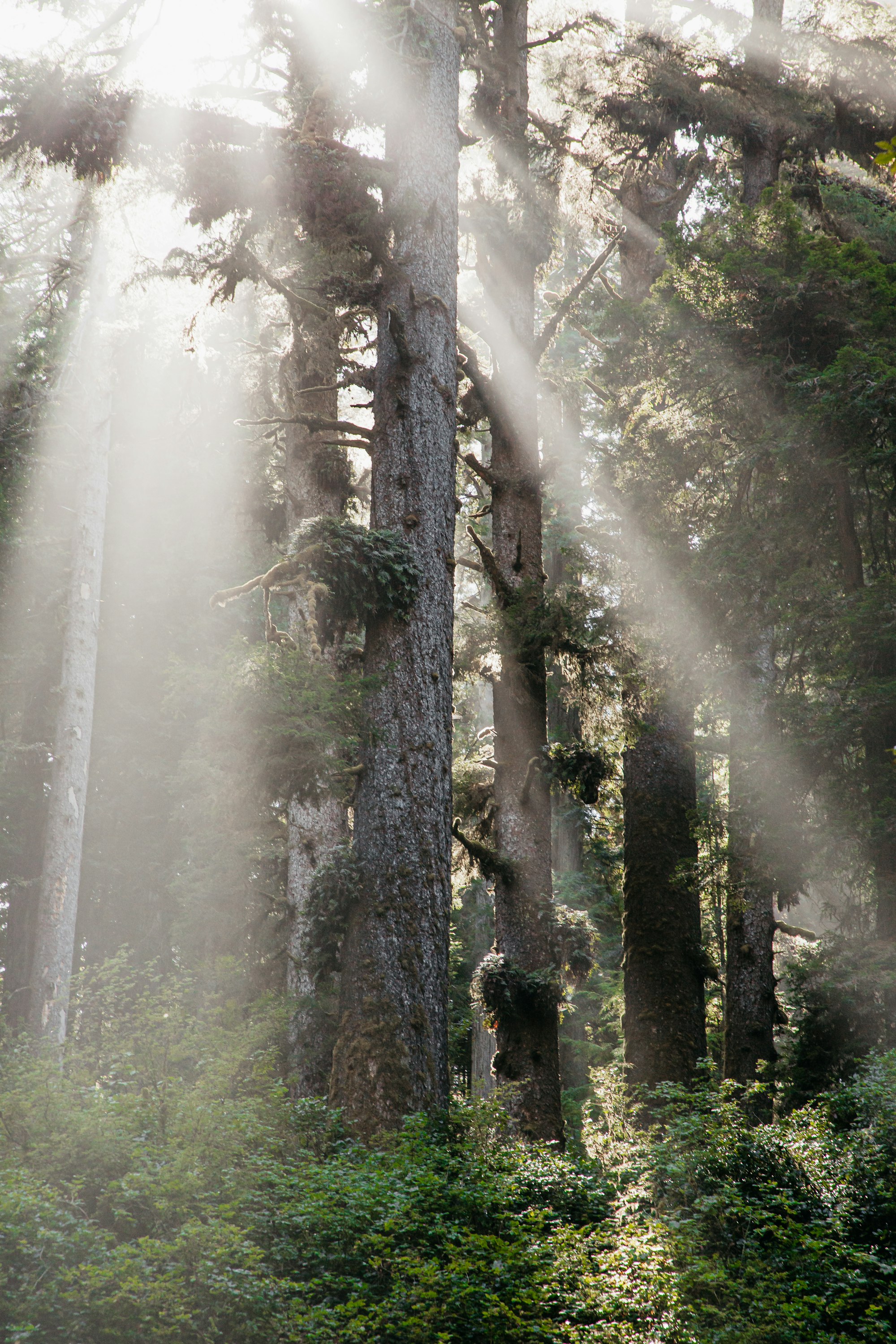 Sunlight dancing in the branches of California's northern Redwoods.