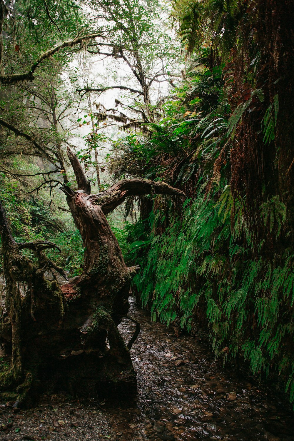 musgo verde en el tronco de un árbol marrón