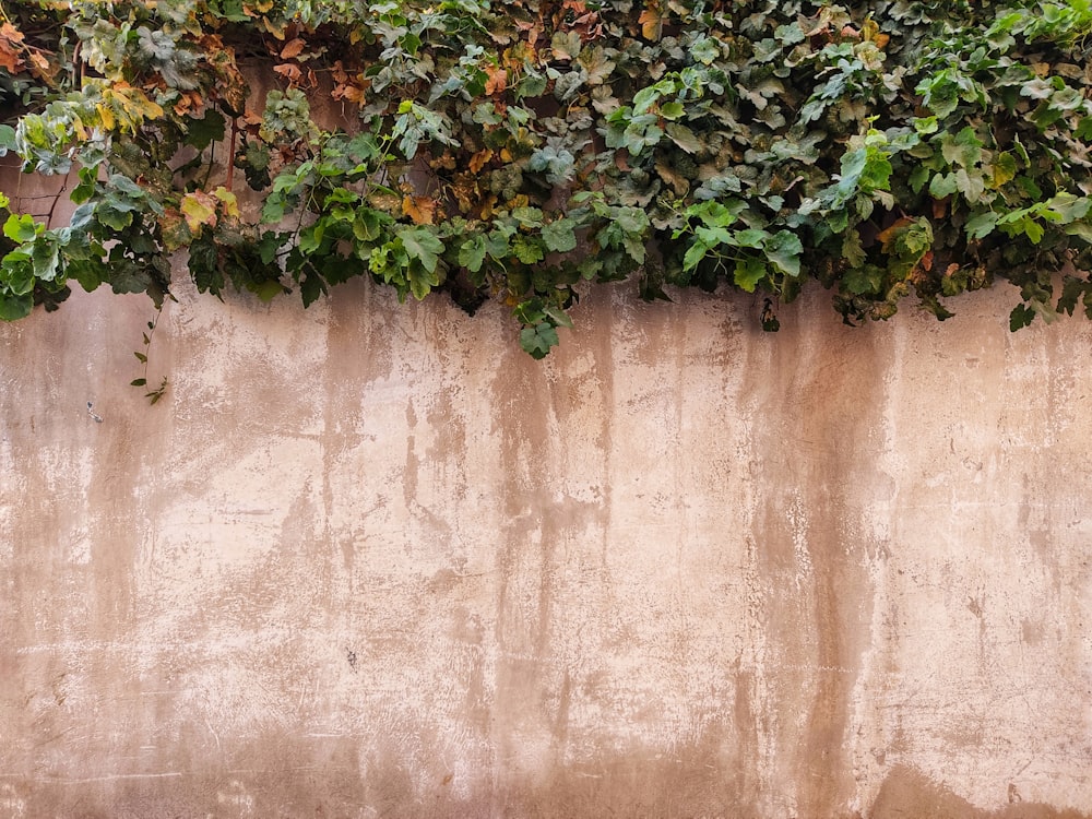 green vine plant on brown concrete wall