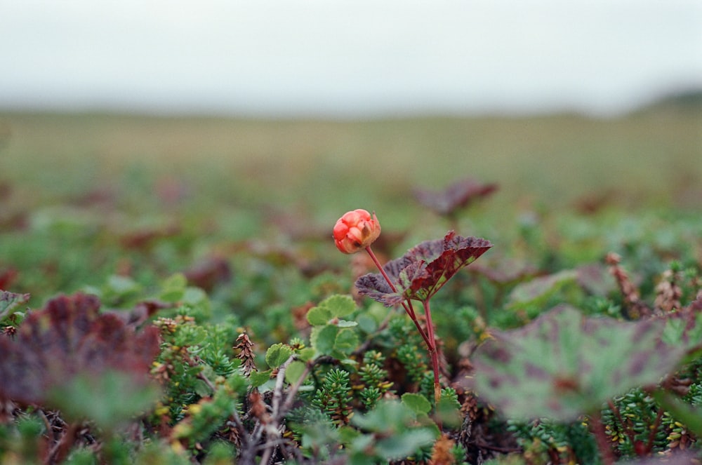 red flower in tilt shift lens