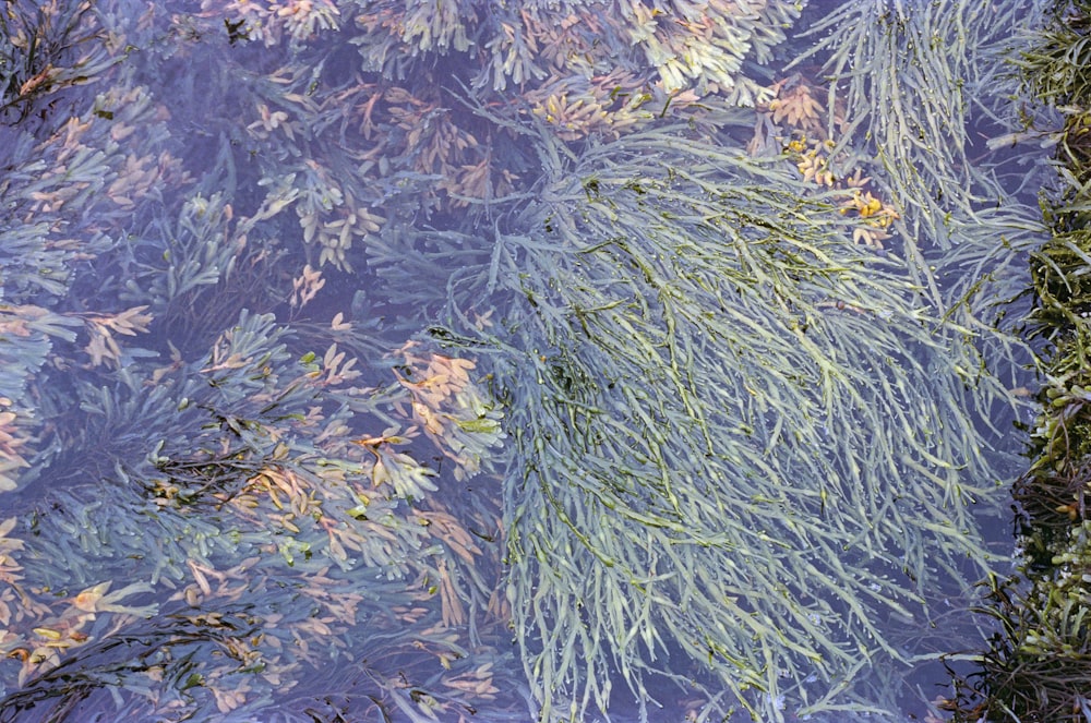 green and yellow leaves on blue and white textile