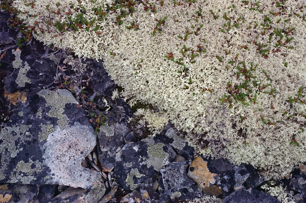 green grass on gray rocky ground