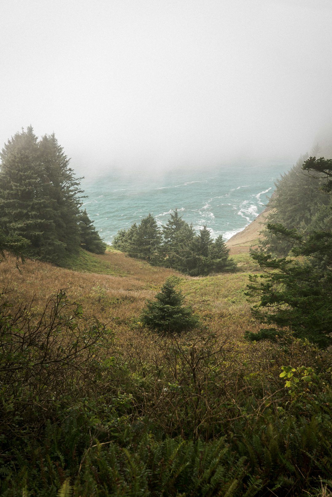 green trees on brown field during daytime