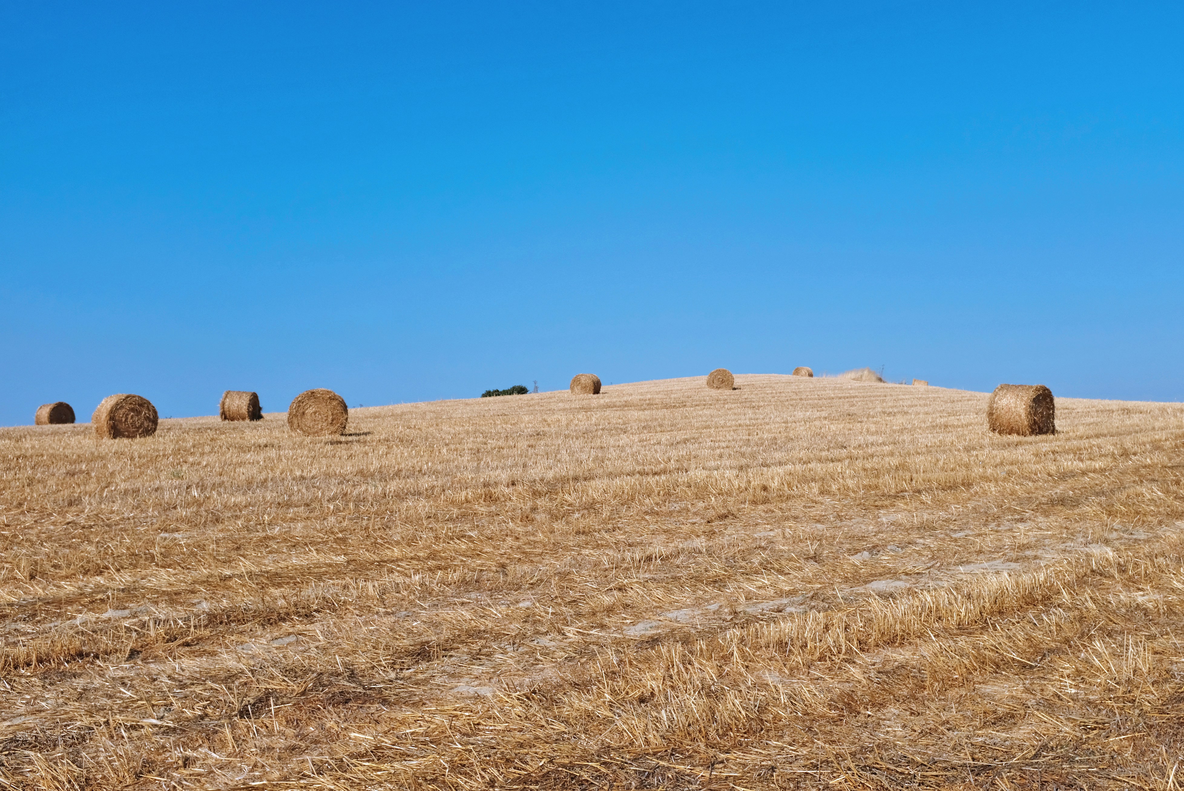 brown hays on brown field under blue sky during daytime
